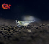 Snow Ball Neocaridina Shrimp - Grade SSS++